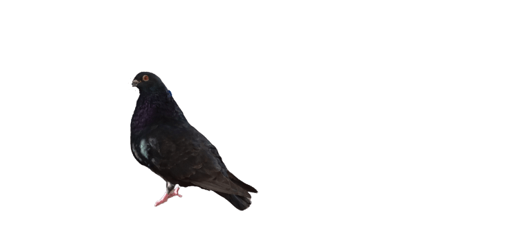Pigeon