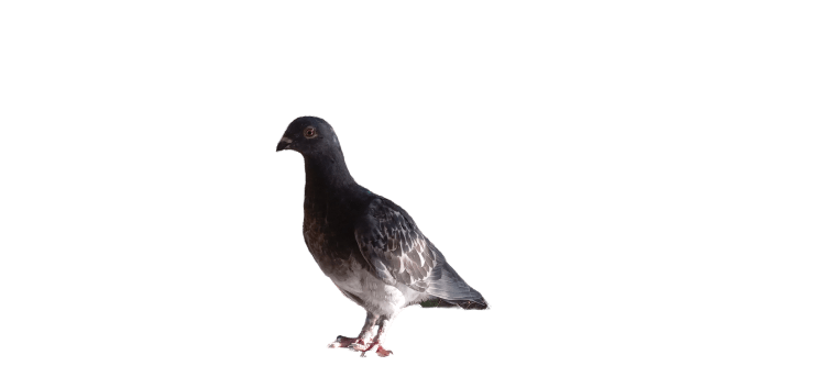 Pigeon