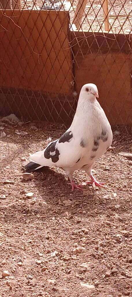 حمام السيفيانوس