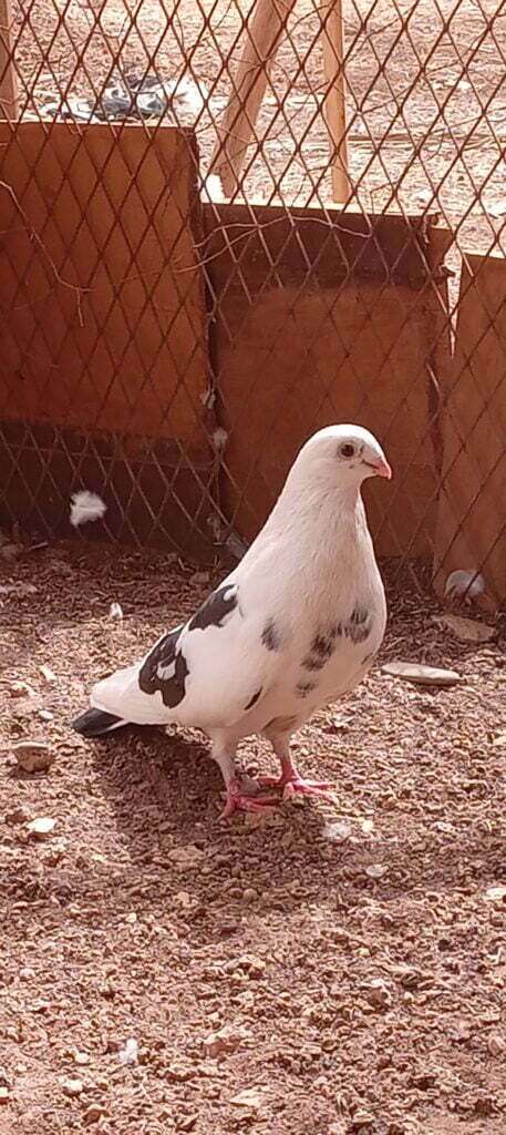 حمام السيفيانوس