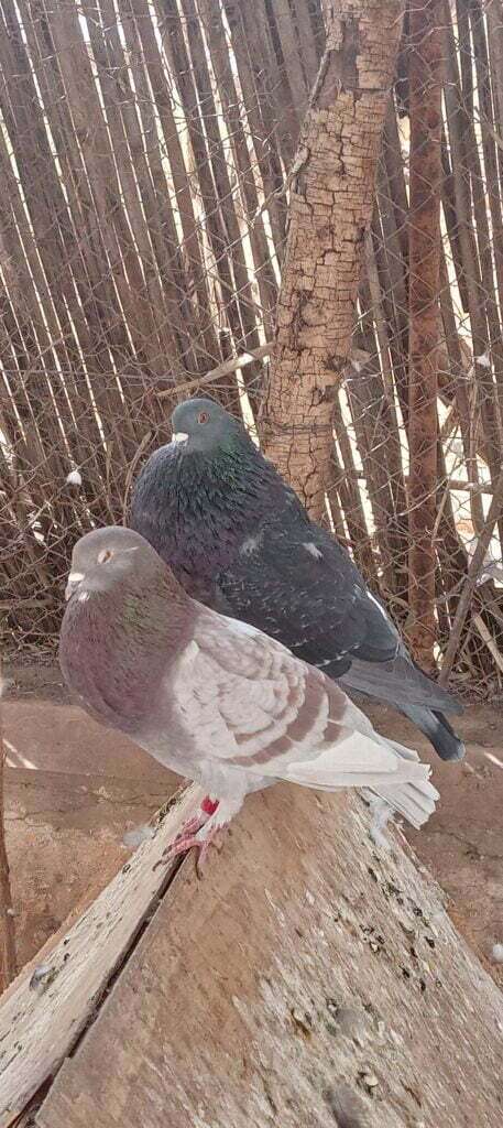 حمام النفاخ