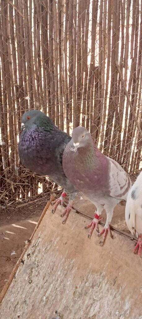 حمام النفاخ