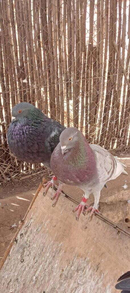 حمام النفاخ