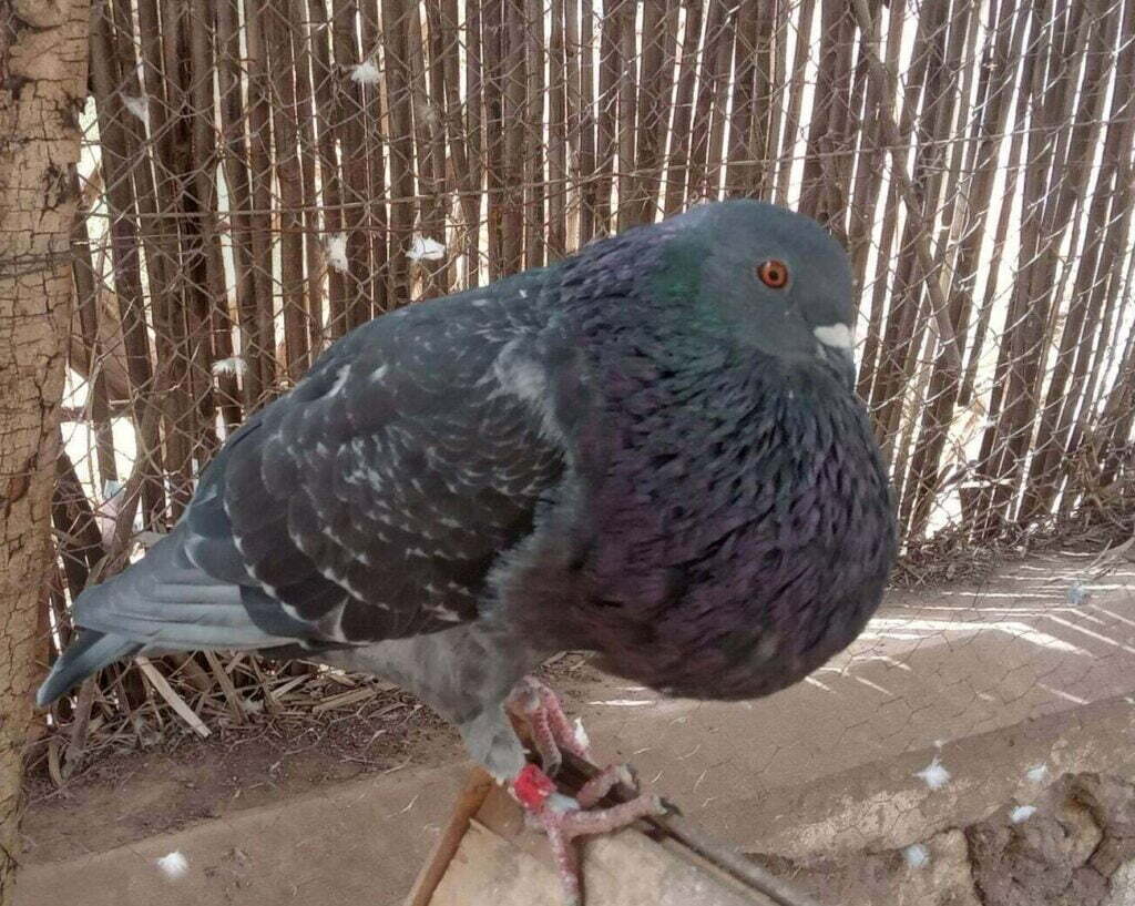 حمام النفاخ