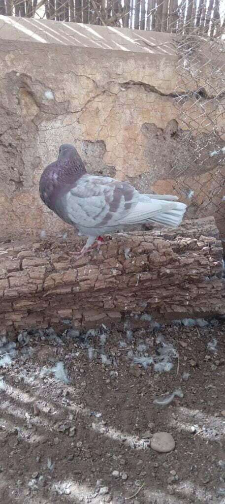 حمام النفاخ