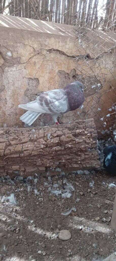 حمام النفاخ